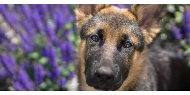 German shepherd surrounded by blue flowers