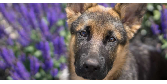 Looking for German Shepherds for Sale? Read This Before You Think About Buying