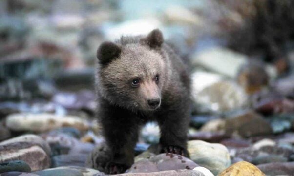 Baby grizzly bear standing on rocks