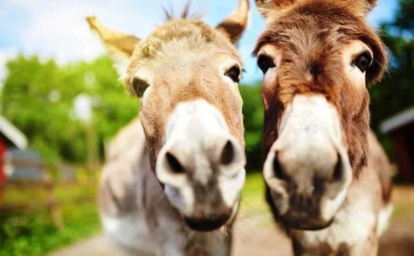 Close-up of cute donkeys looking into camera