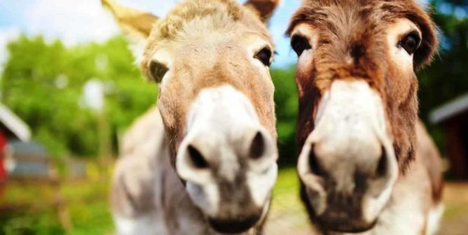 PETA Makes It Quick and Easy to Help Donkeys