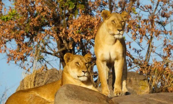 two female lions , one lying down and one standing
