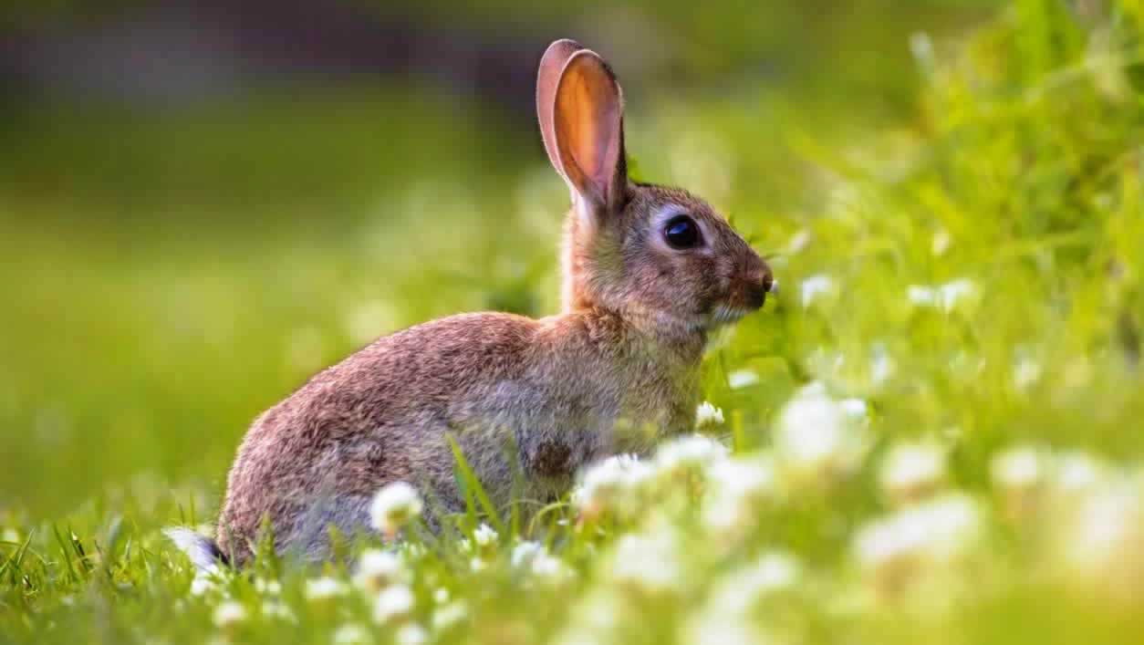 Brown rabbit in grass and white flowers