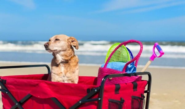 Dog at ocean sitting in cart full of toys