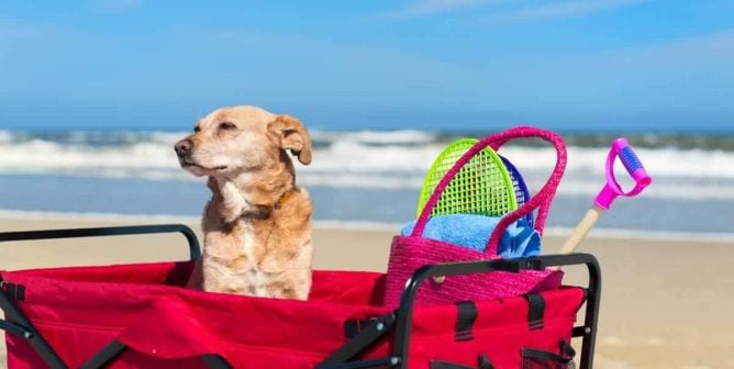 Dog at ocean sitting in cart full of toys