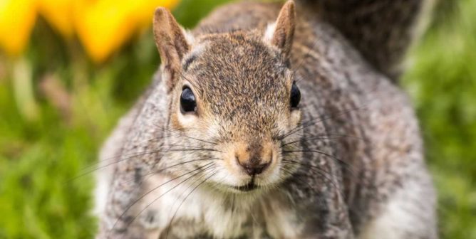 close-up of squirrel in the wild