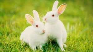 Two white rabbits in green grass