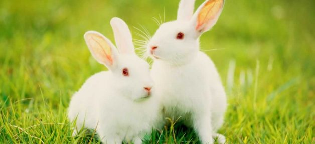 Two white rabbits in green grass