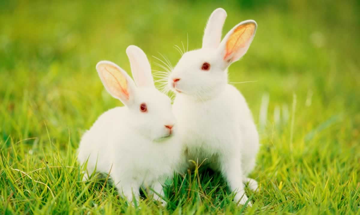 Two white rabbits in green grass