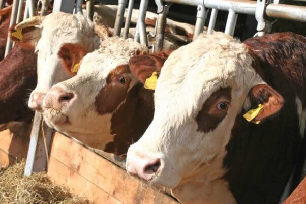 Three cows in tight quarters with tags in their ears