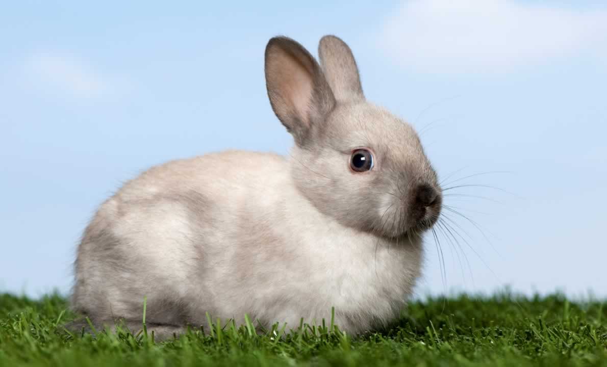 Gray-and-white rabbit sitting in grass