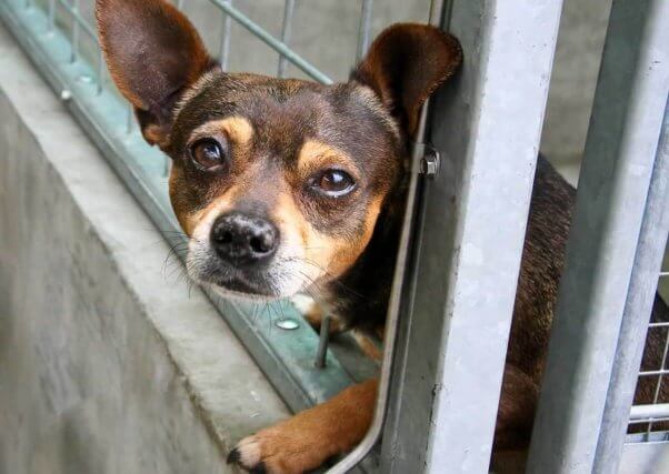 Small brown dog looking out of shelter cage