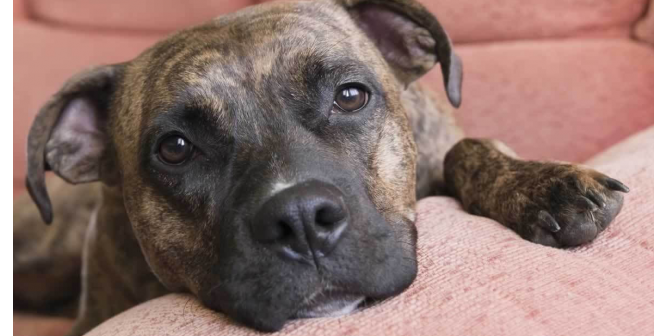 Close-up portrait of cute brown pit bull