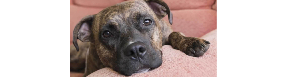 Close-up portrait of cute brown pit bull