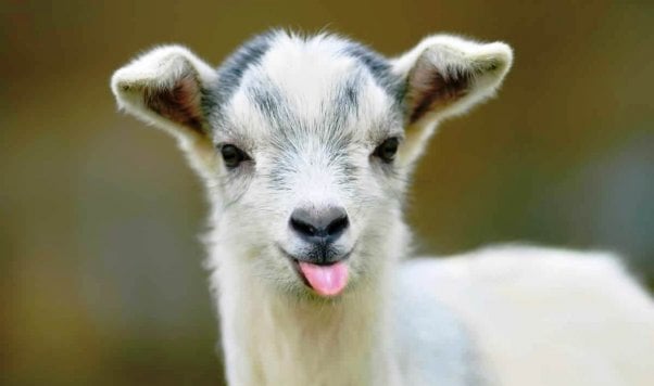 Funny baby goat sticks tongue out