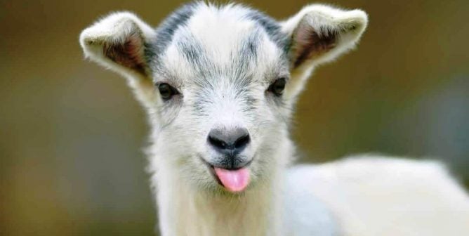 Funny baby goat sticks tongue out