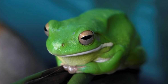 green frog against blue background