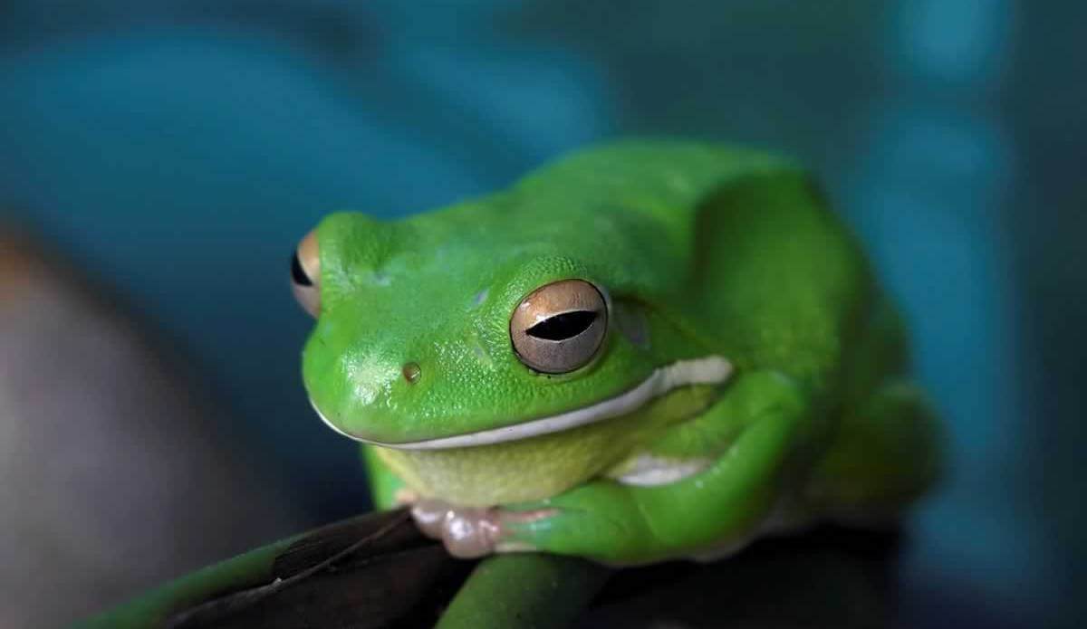 green frog against blue background