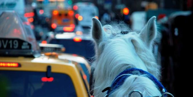 Horse pulling carriage in traffic jam