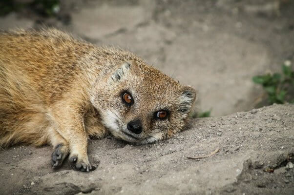 Mongoose resting on the dirt ground.