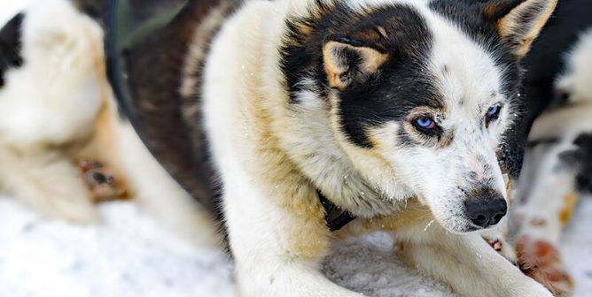 husky lying in snow