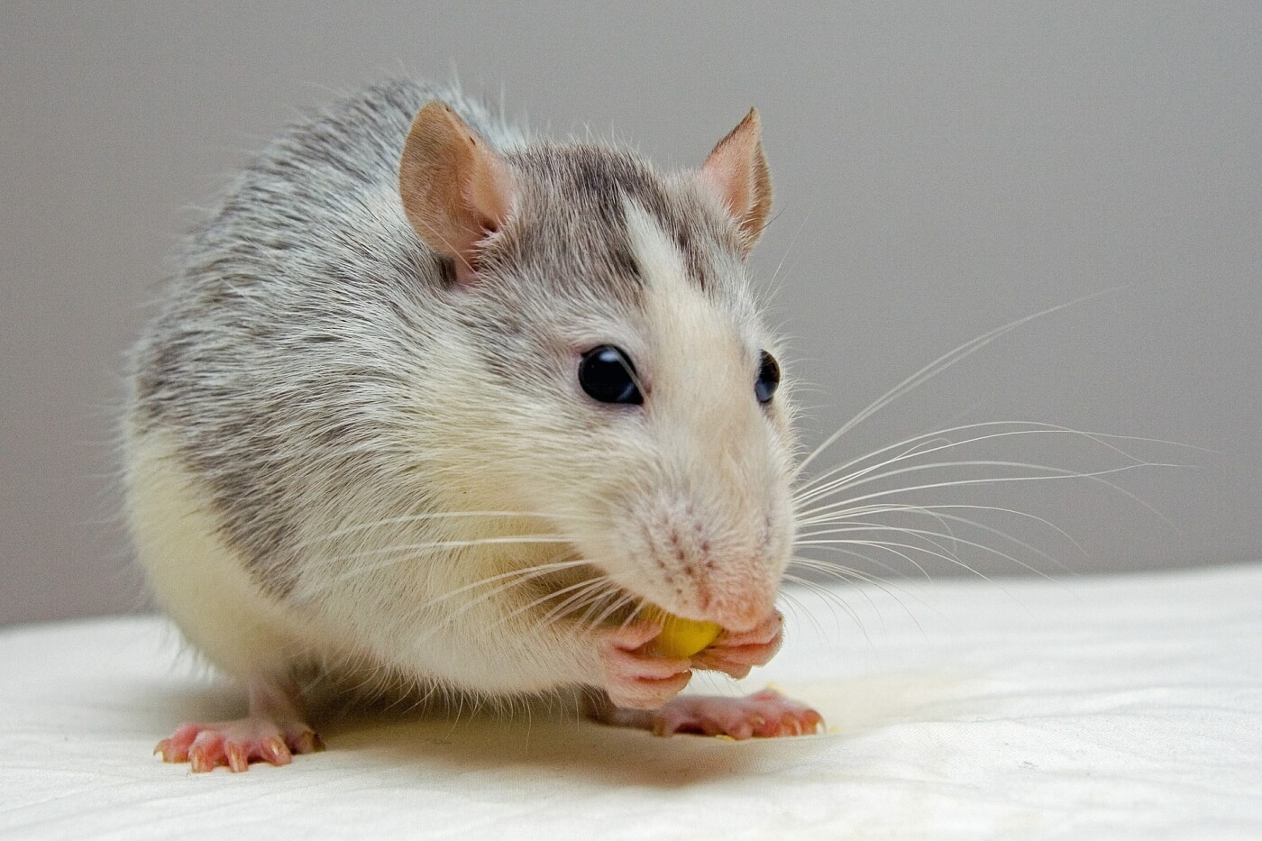 PETA Gets Food Giant General Mills to End Animal Experiments