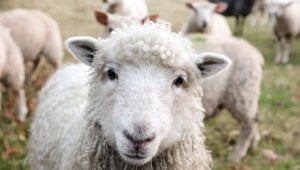 White sheep looking directly into camera
