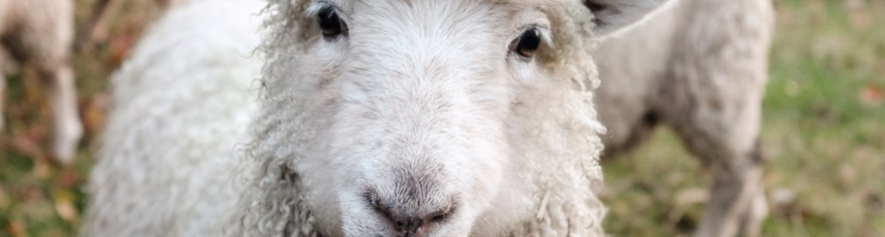 White sheep looking directly into camera