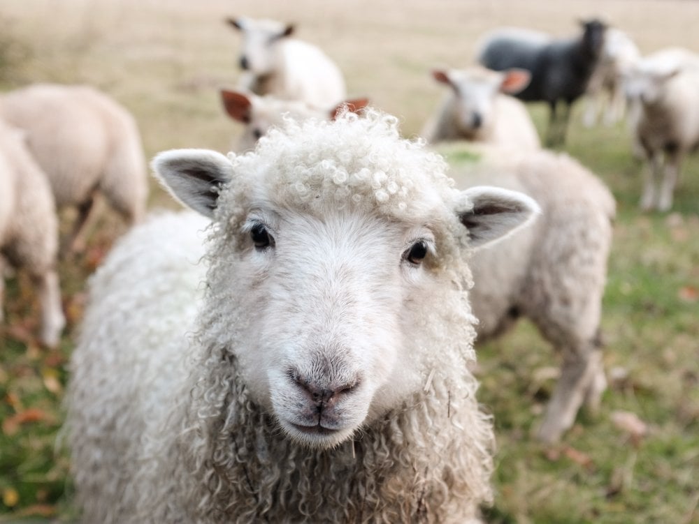 White sheep looking directly into camera