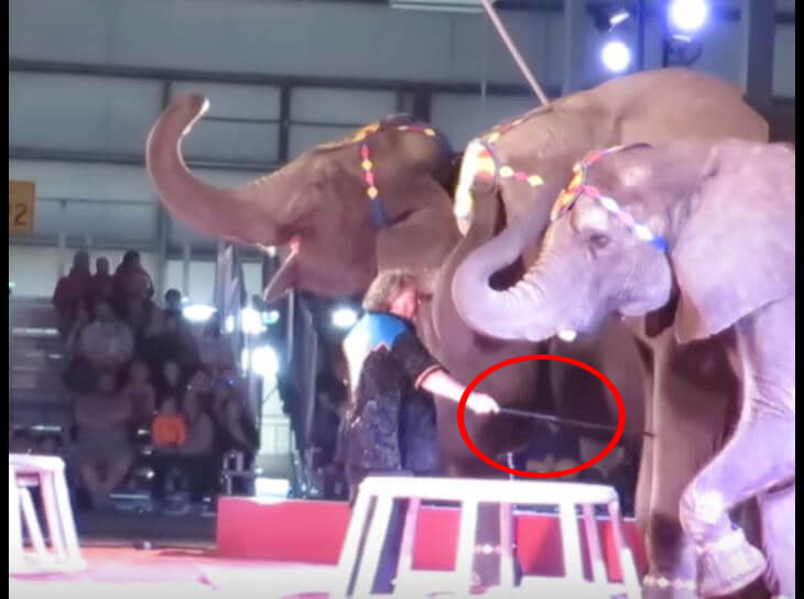 These Shrines Host Abusive Animal Circuses—Tell Them to Stop!