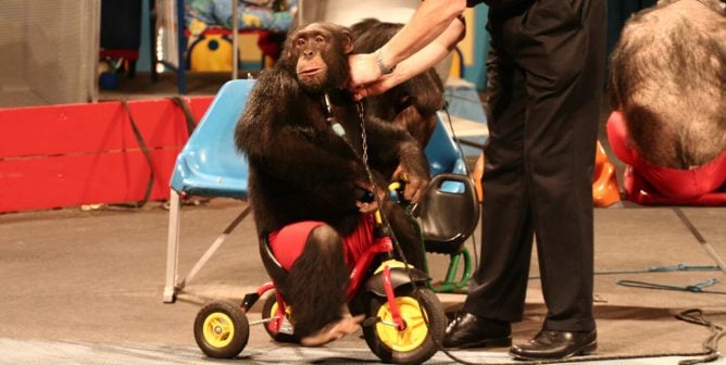 Chimpanzee forced to ride a tricycle in a staged show at German amusement park Schwabenpark