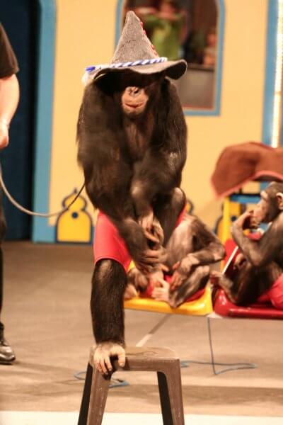 Chimpanzee standing on one foot on a stool attached to a leash held by a handler