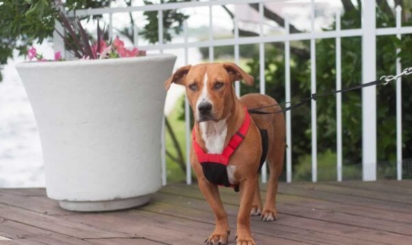 Audrey on leash next to planter with flowers