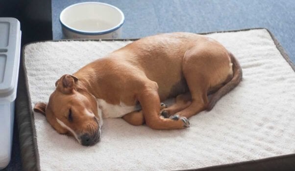 Audrey sleeping on dog bed