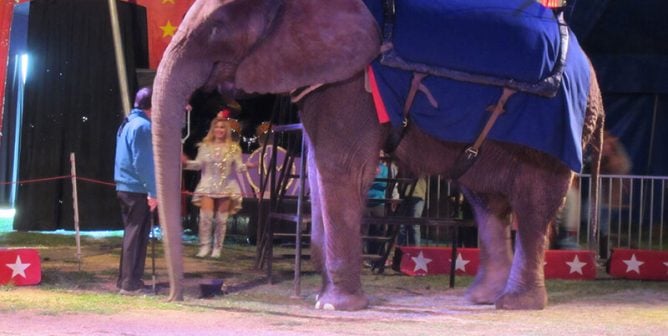 Anna Louise the elephant