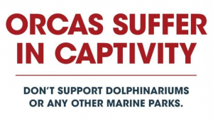 Orcas Suffer in Captivity
