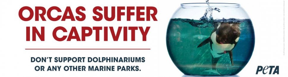 Orcas Suffer in Captivity