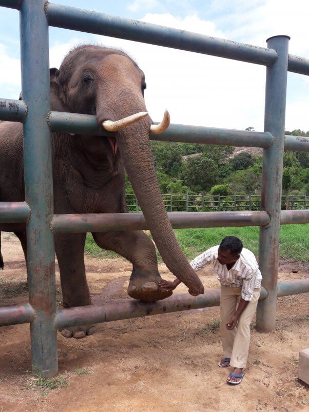 sunder, elephant, peta india, rescue, elephant sanctuary