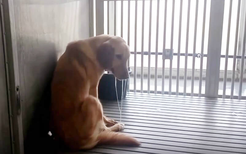 a yellow dog slumped next to a wall, their posture drooping as saliva pours down their muzzle. they are in a large kennel. 