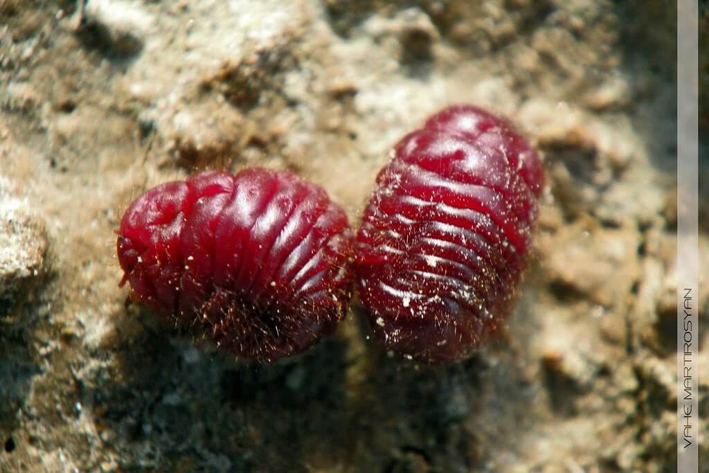 Does Your Red Lipstick Contain Carmine (Dead Bugs)?