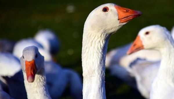 The Down Feather Industry