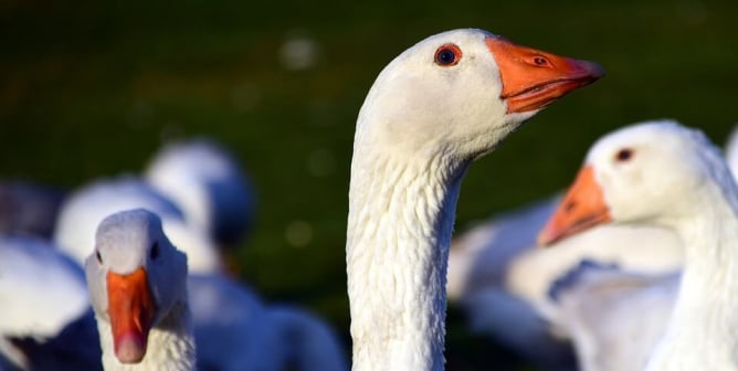 Taking It to the Boardroom: PETA Urges Restoration Hardware to Ditch Down