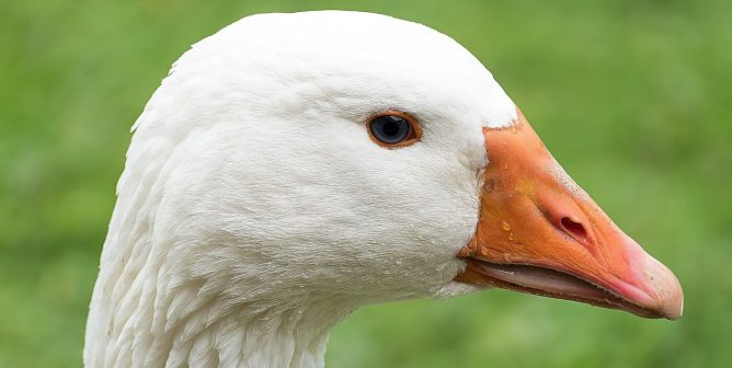 goose head and neck in profile with green background, to help get lululemon to stop selling down