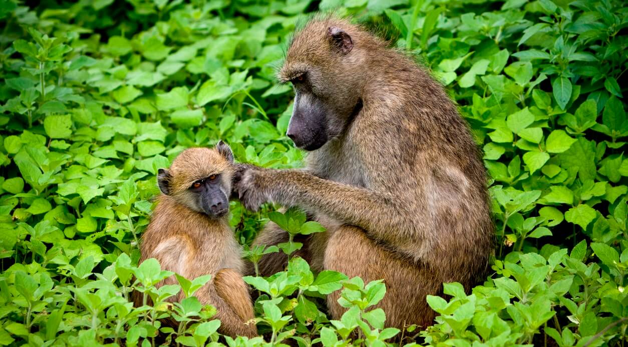 These Experiments on Pregnant Baboons Are So Bad the Feds Have Even Stepped In