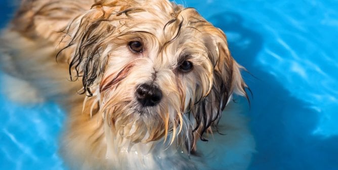 Cute wet brown dog in pool