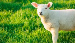 PETA’s Vegan Clothing Shopping Guide