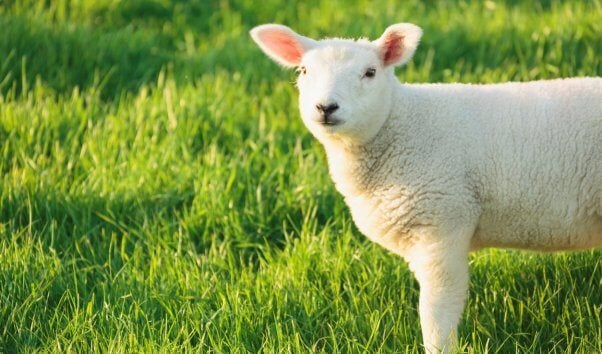 Cute lamb standing in green grass