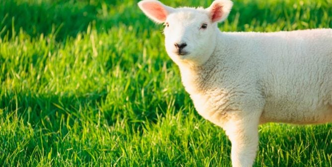 Cute lamb standing in green grass