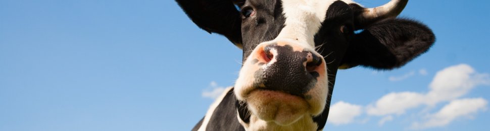 Save the planet, go vegan