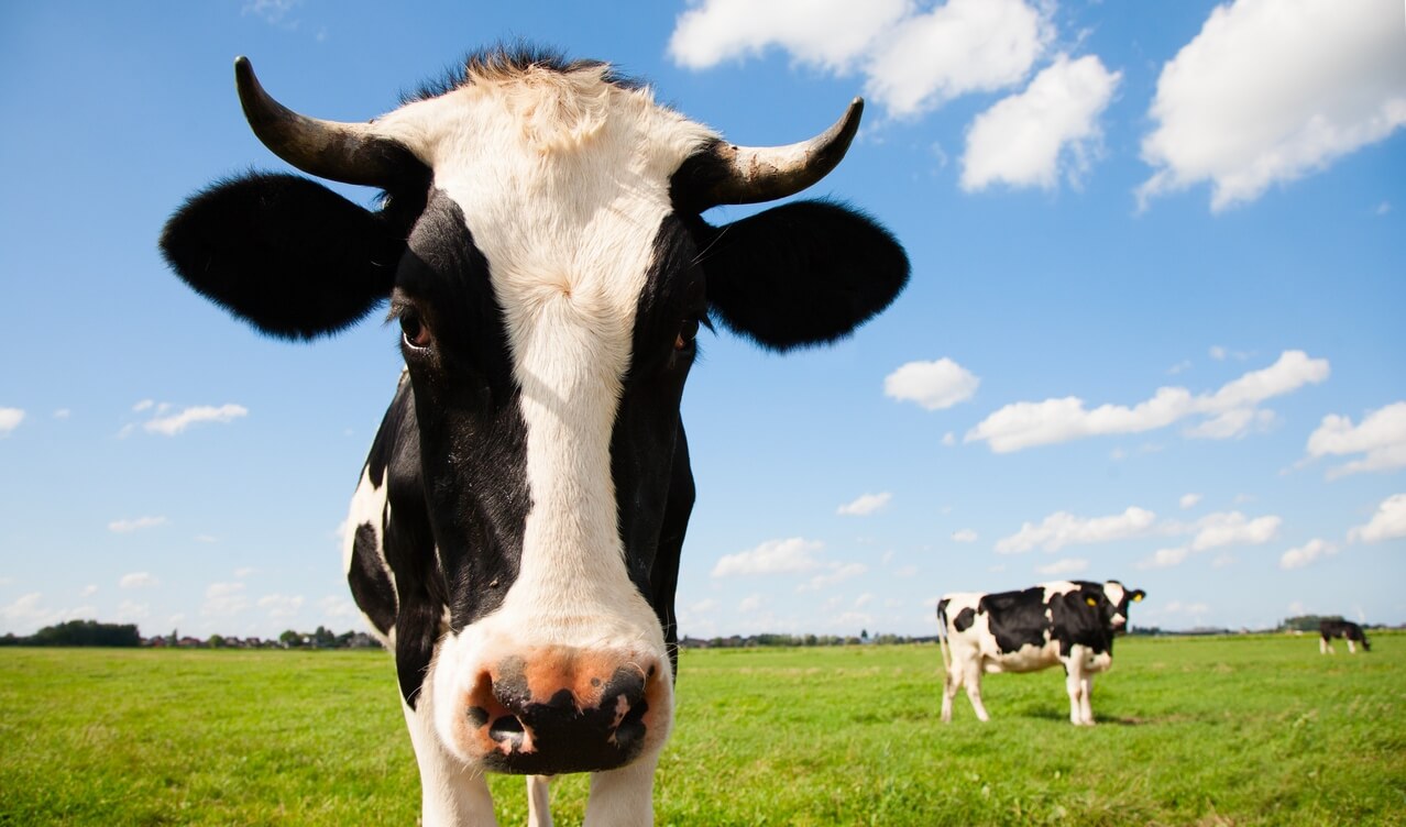 Video: Four Cows Who Have Probably Seen #39 Wonder Woman #39 PETA Video: Four Cows Who Have Probably Seen #39 Wonder Woman #39 PETA